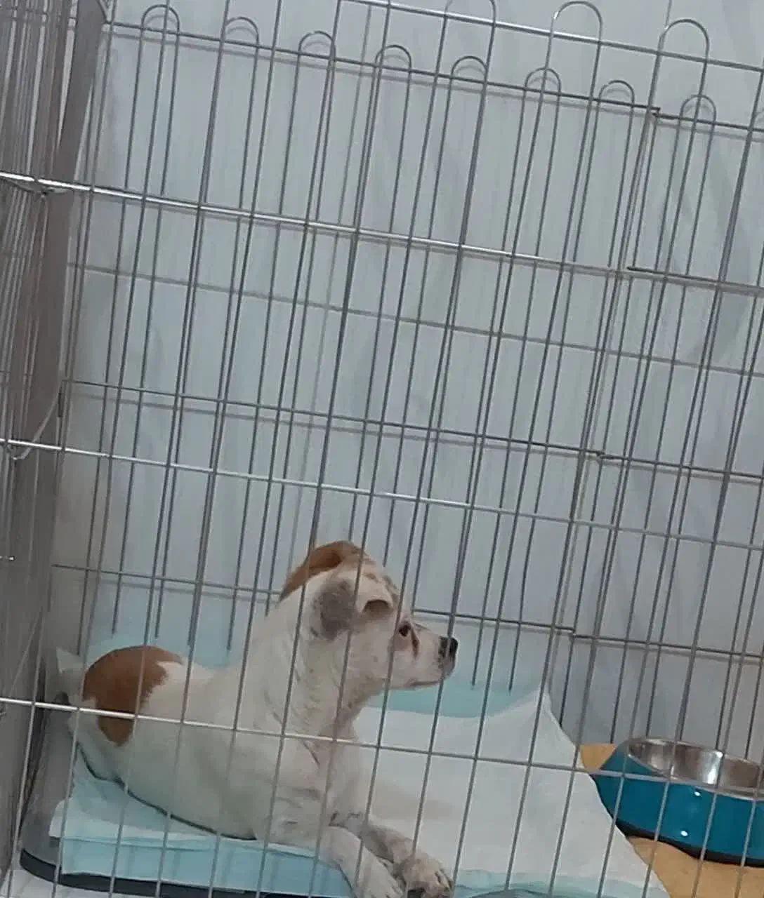 واگذاری  رایگان سگ جک راسل|سگ|اقلید, |دیوار