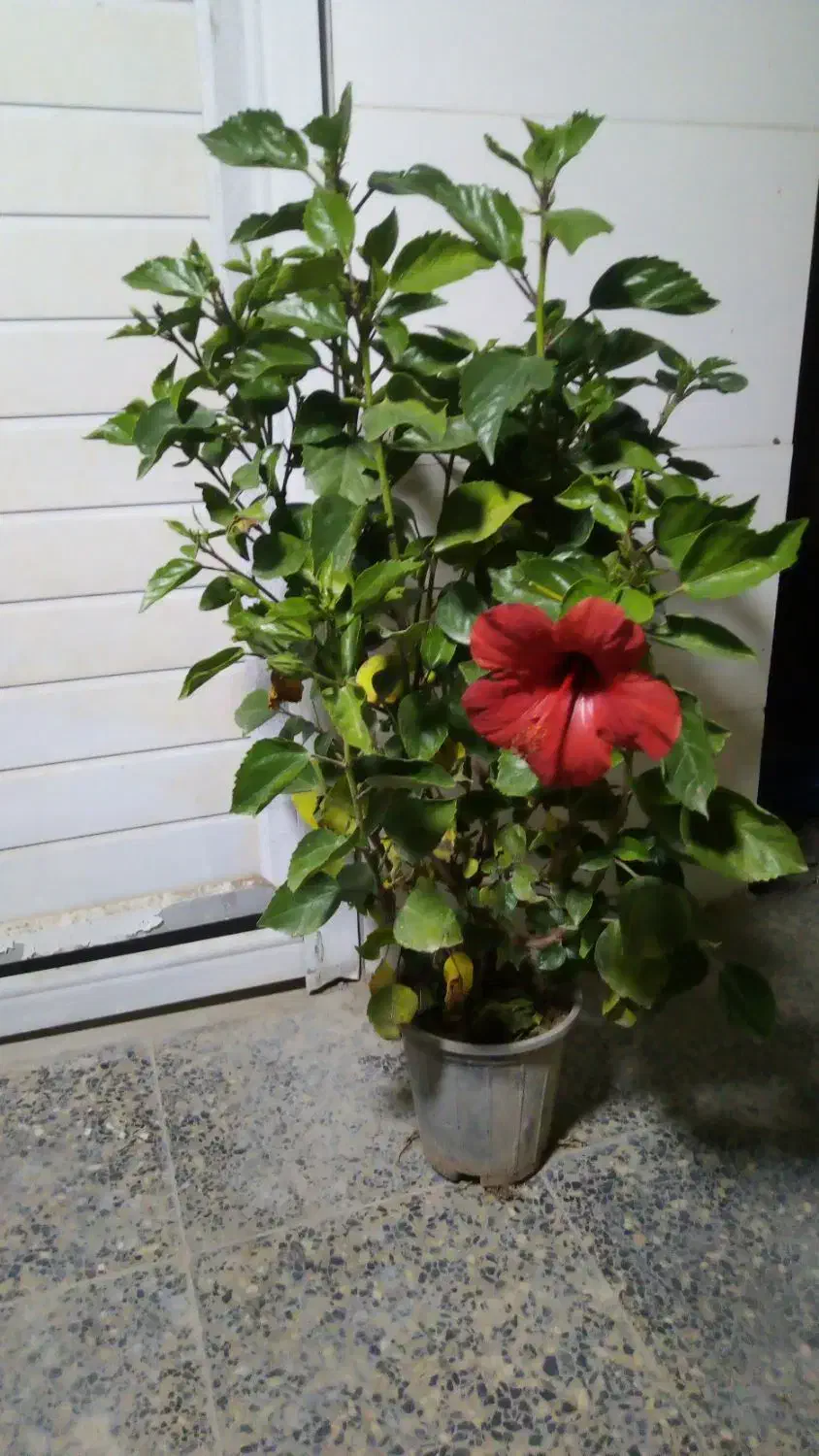 گلهای شاداب|گل و گیاه طبیعی|شبانکاره, |دیوار