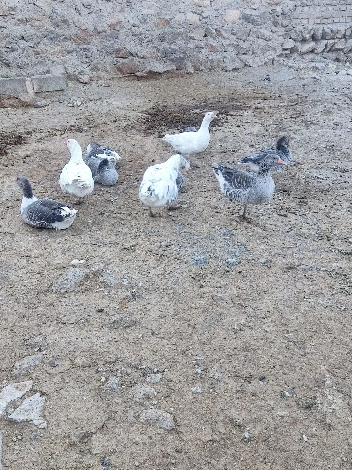 غاز و بوقلمون فروشی|حیوانات مزرعه|بیرانوند, |دیوار