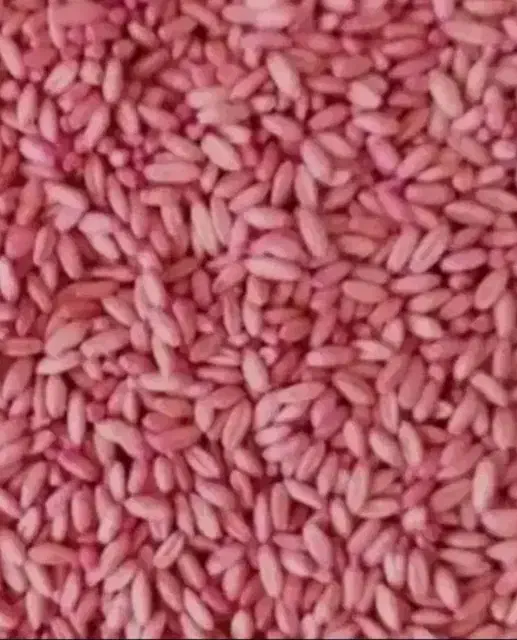 فروش گندم بذری دیم|عمده‌فروشی|سارال, |دیوار