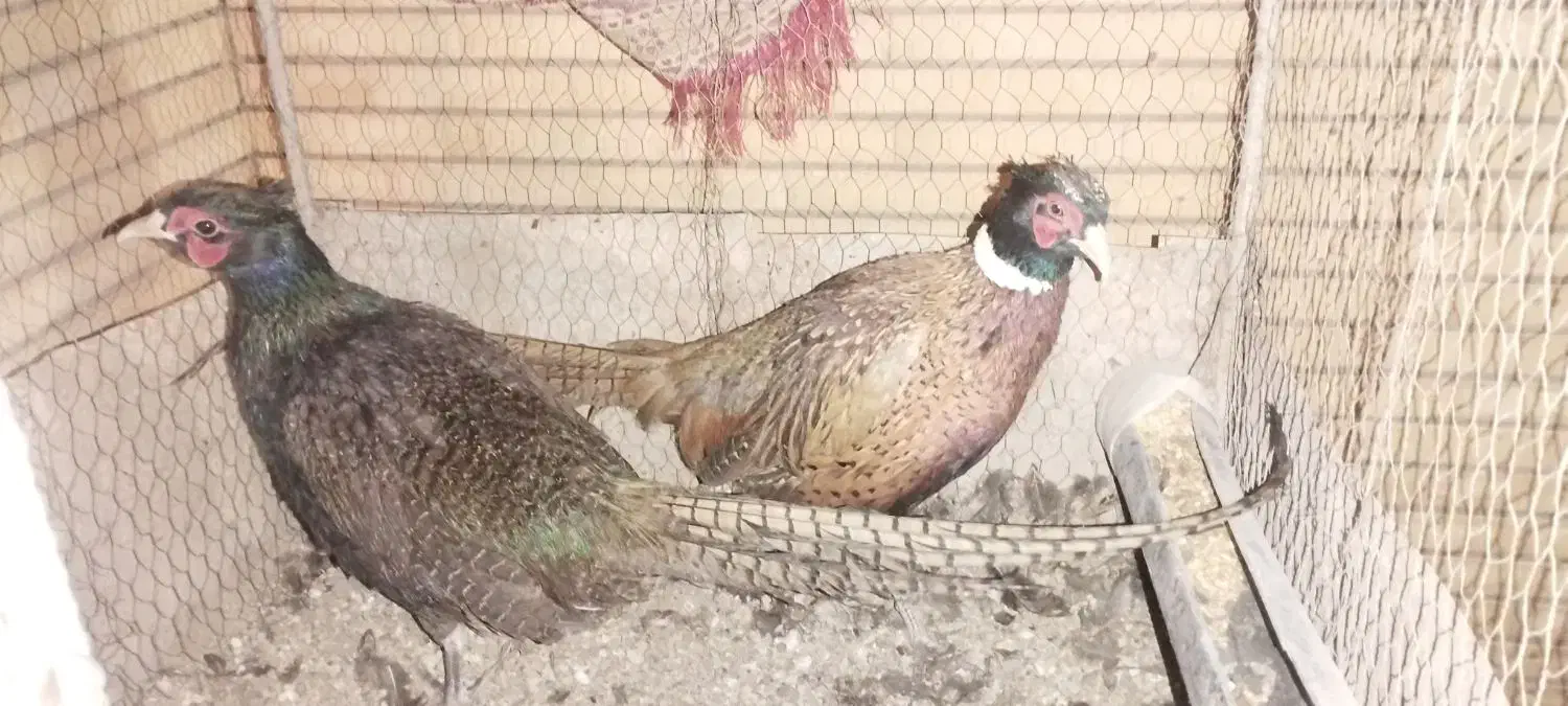 پرنده زینتی جوان قر|حیوانات مزرعه|کرمان, |دیوار