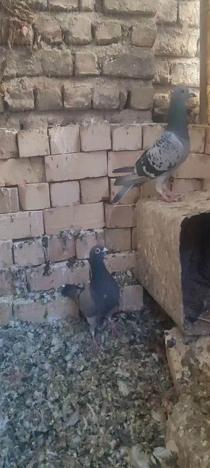 سبز المان مسافتی|پرنده|نیشابور, چمبران|دیوار