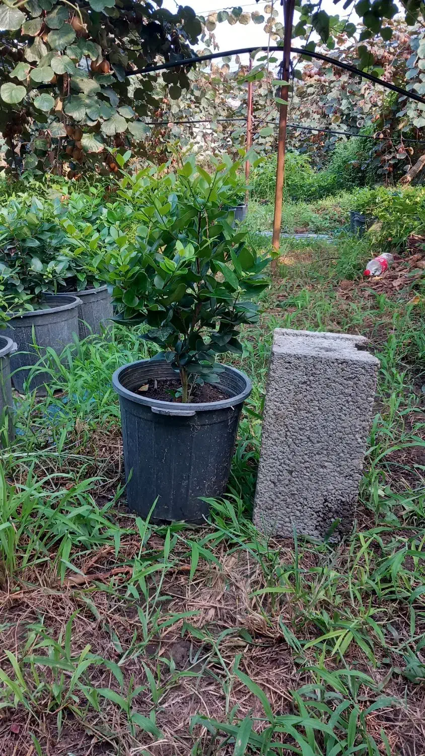 یاس هلندی گلدان ۱۲|گل و گیاه طبیعی|تنکابن, |دیوار