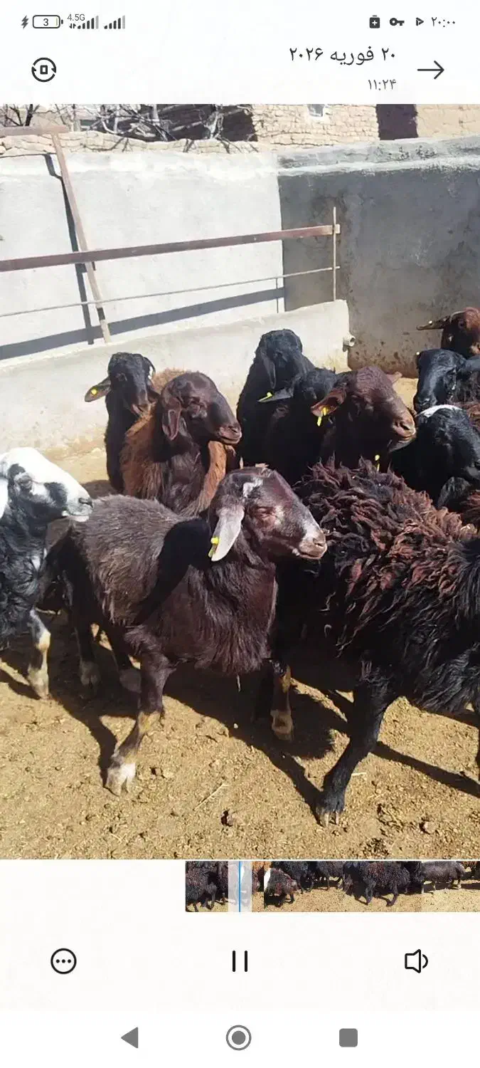 بره چاق|حیوانات مزرعه|بوئین زهرا, |دیوار