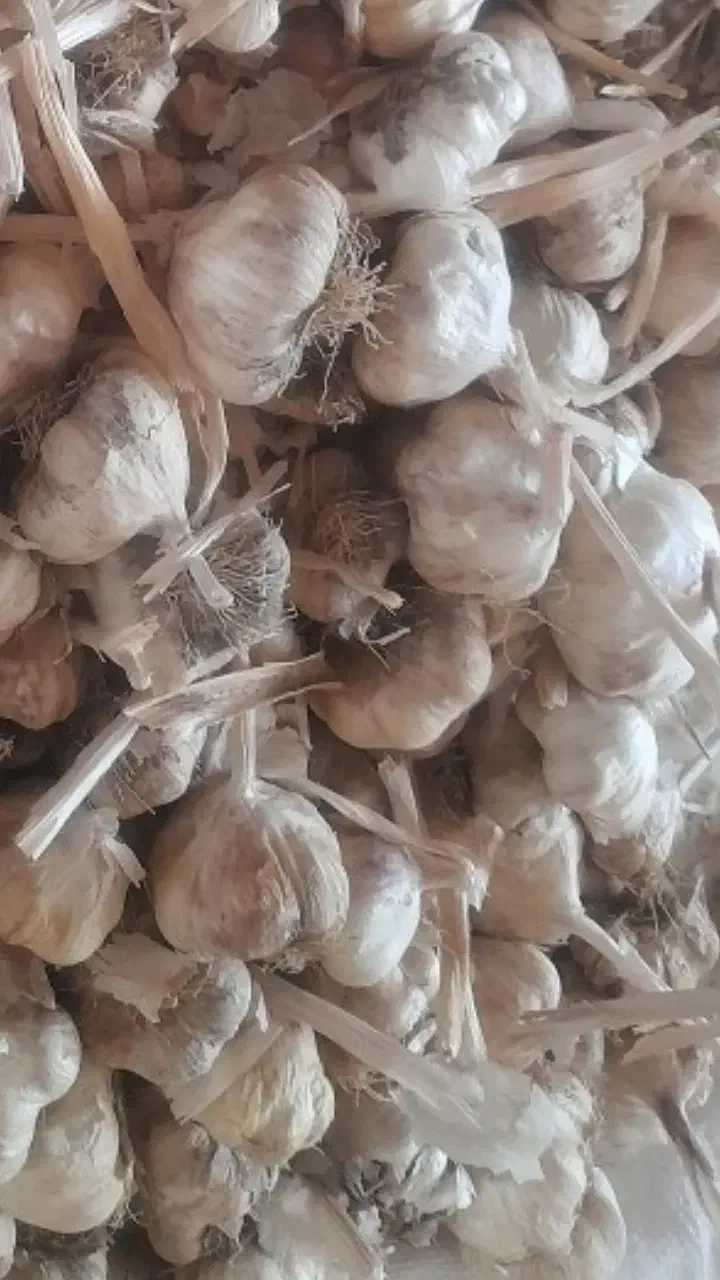 سیر بذری سبدی لشکری|عمده‌فروشی|بهار, |دیوار