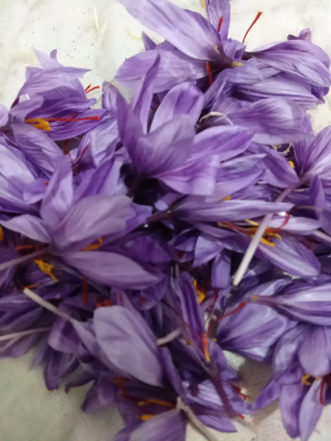 گل زعفران فروشی|عمدهفروشی|نصر آباد, |دیوار