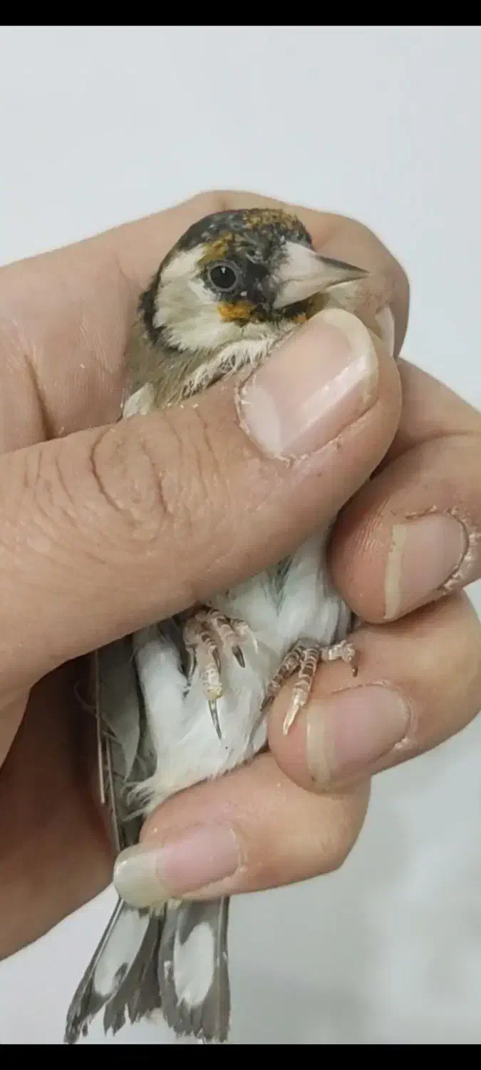 سهره ماده ناخن سفید|پرنده|تهران, مینای شمالی (مخبر)|دیوار