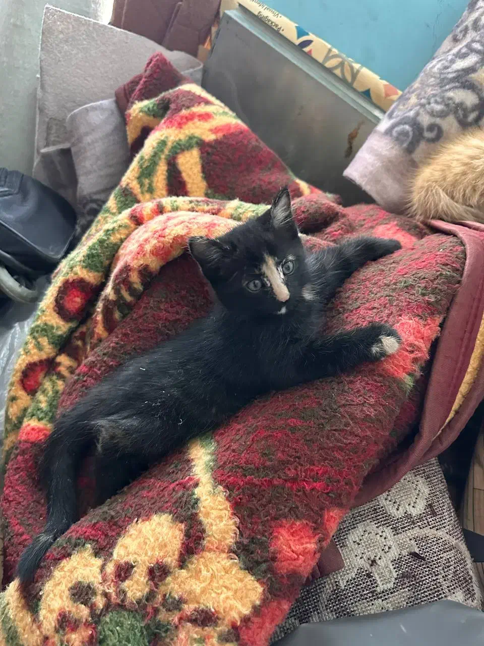 4تا بچه گربه با مامانشون|گربه|قم, تعویض پلاک|دیوار