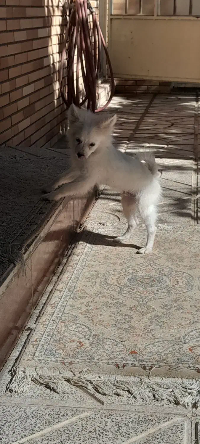 سگ پامرین سفید|سگ|مبارکه, |دیوار