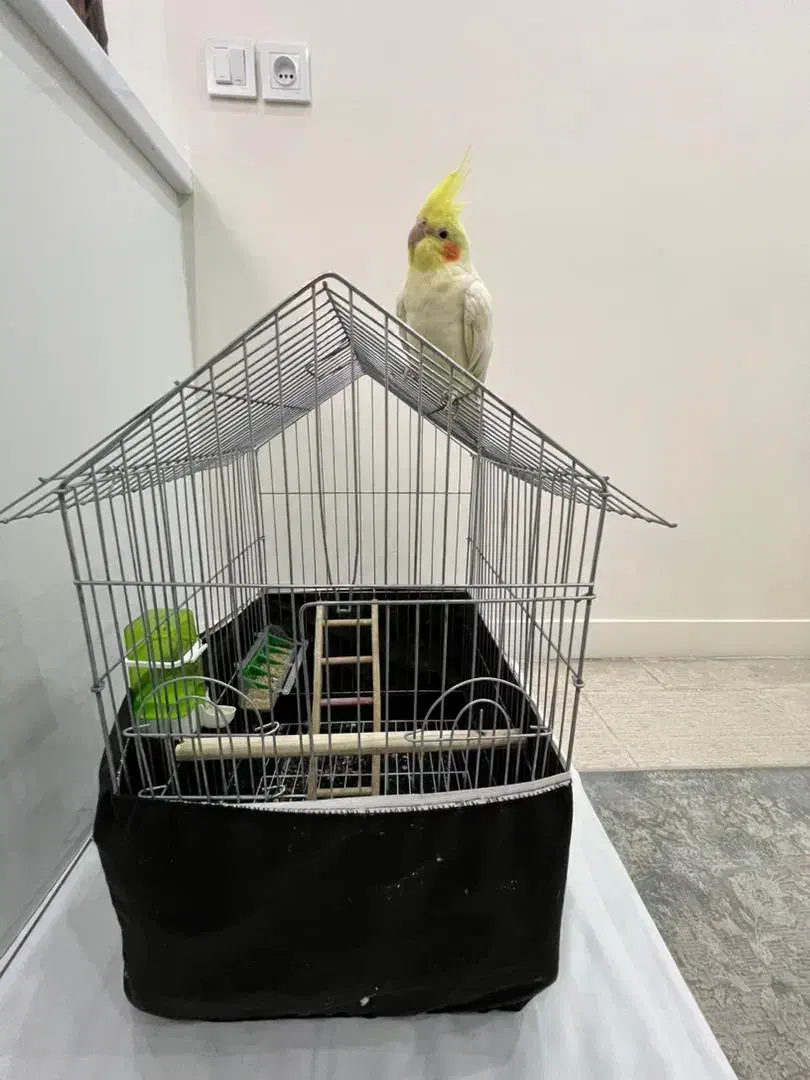 عروس هلندی|پرنده|پاکدشت, شهرک امام رضا|دیوار