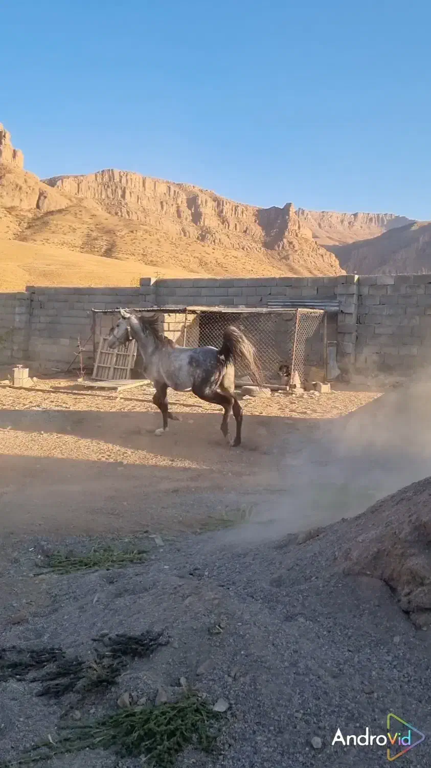 اسب کرد|اسب و تجهیزات اسب‌سواری|لردگان, |دیوار