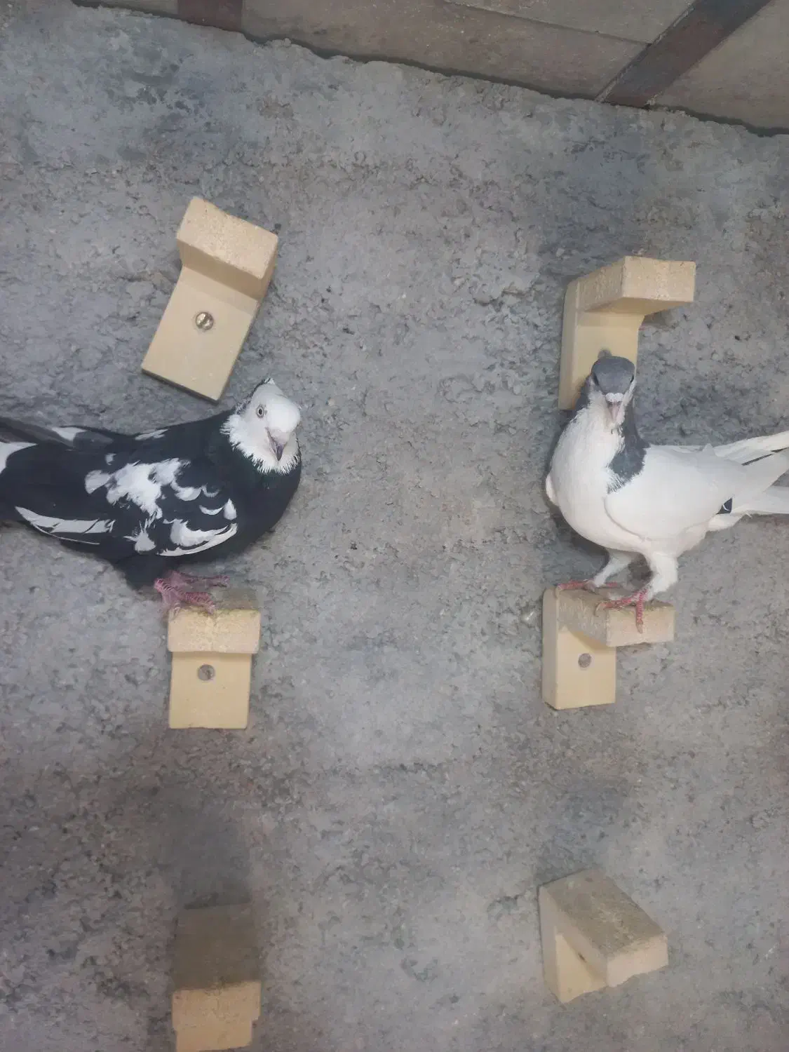 گرفتنی|پرنده|شیراز, کوشک میدان|دیوار