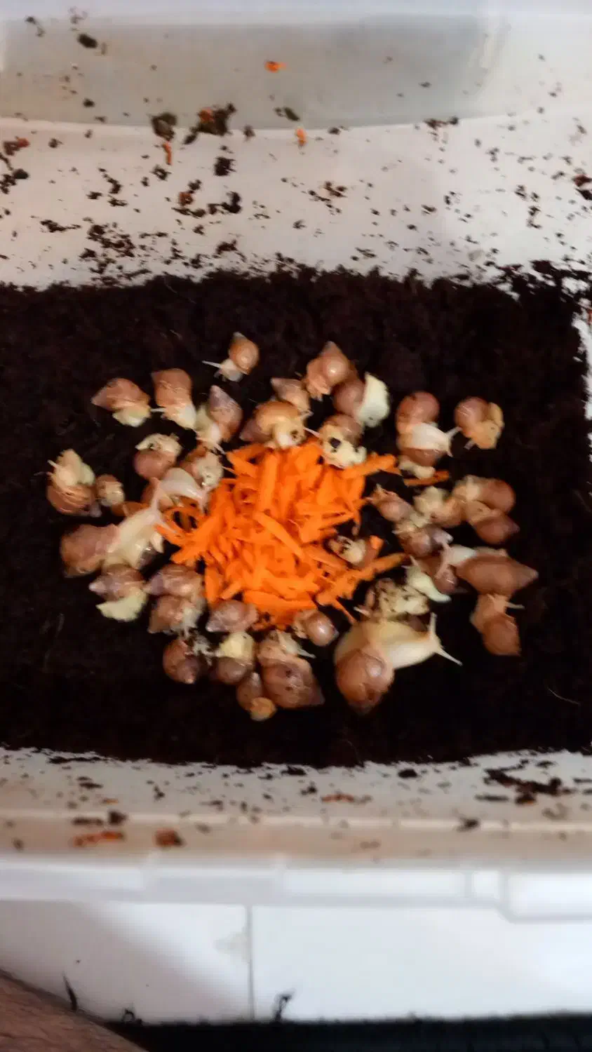 خاویار و جوجه حلزون آفریقایی|خزنده|کرج, خرمدشت|دیوار