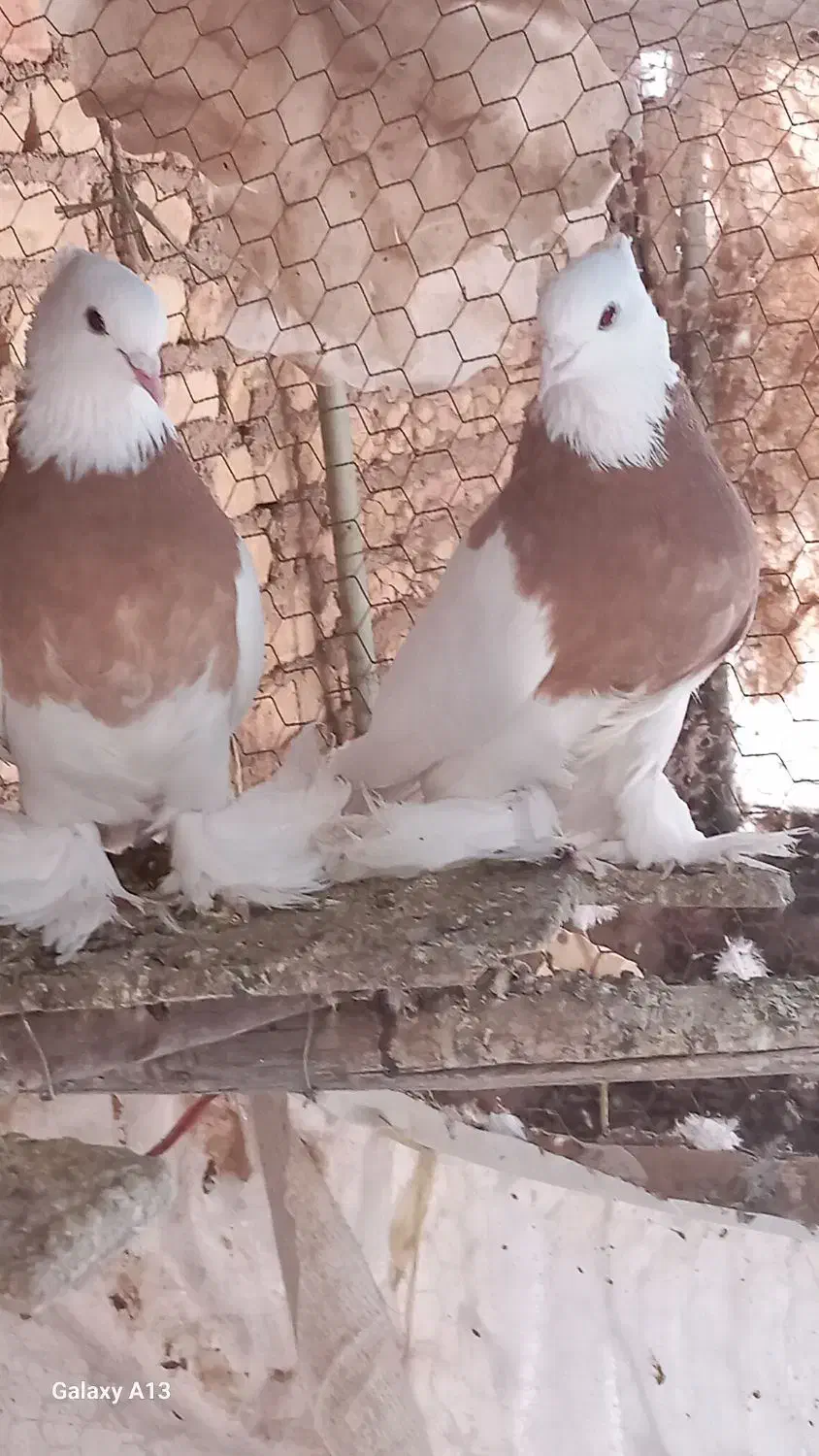 طوقی|پرنده|مبارکه, |دیوار