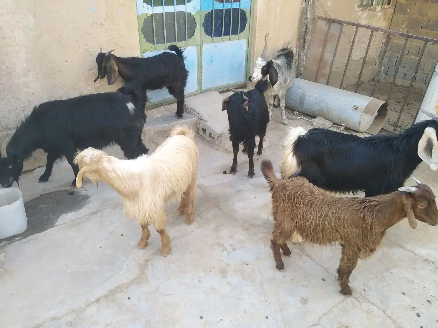 فروش حیوان|حیوانات مزرعه|بوشکان, |دیوار