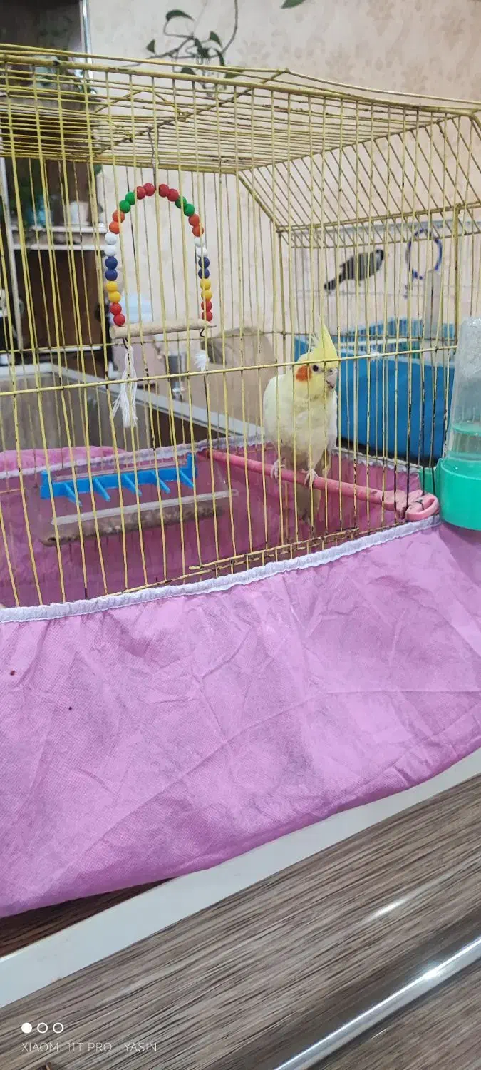 عروس هلندی|پرنده|اهواز, کوی رمضان|دیوار