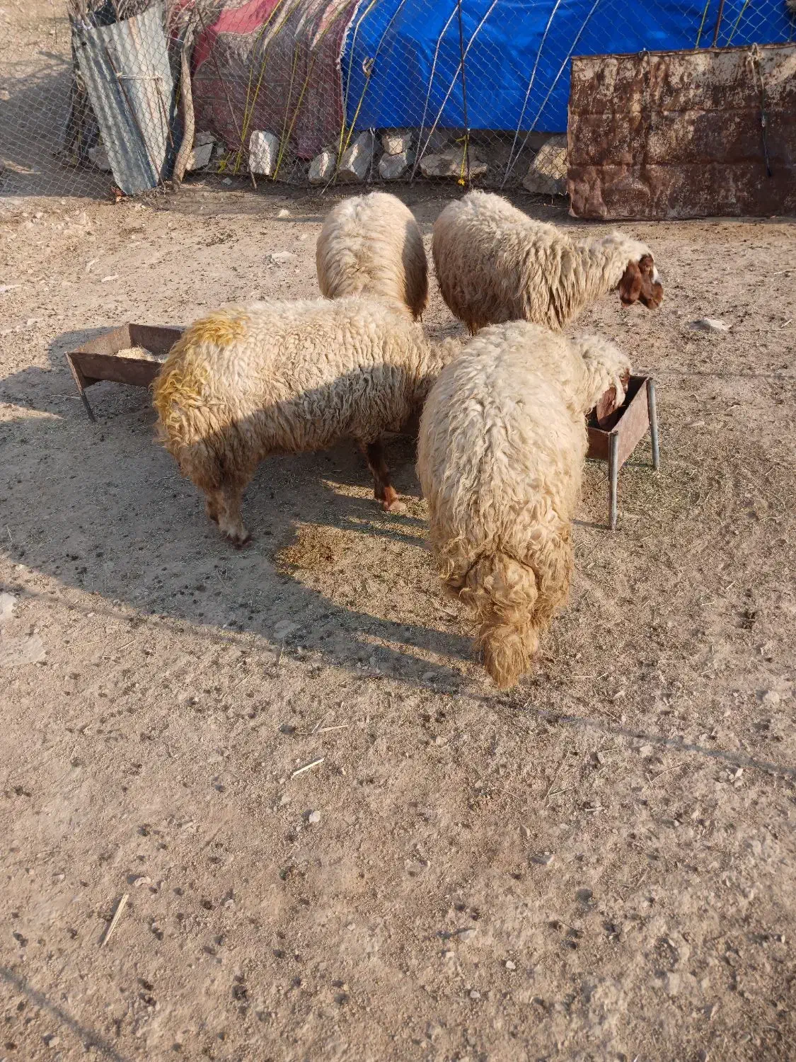 فروش چهار رآس شیشک هم داشتی هم برای قصابی|حیوانات مزرعه|آبدانان, |دیوار