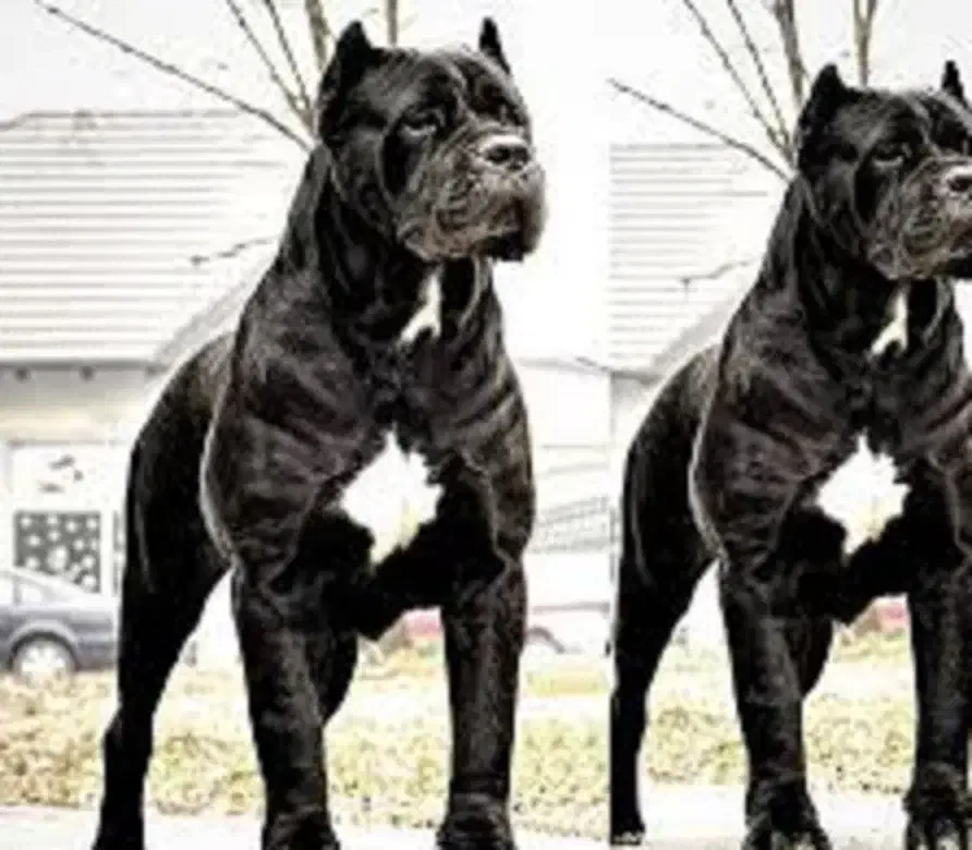 دوبرمن بلوطی کنکورسو شامپاینی و کنکورسو مشکی|سگ|تهران, وردآورد|دیوار