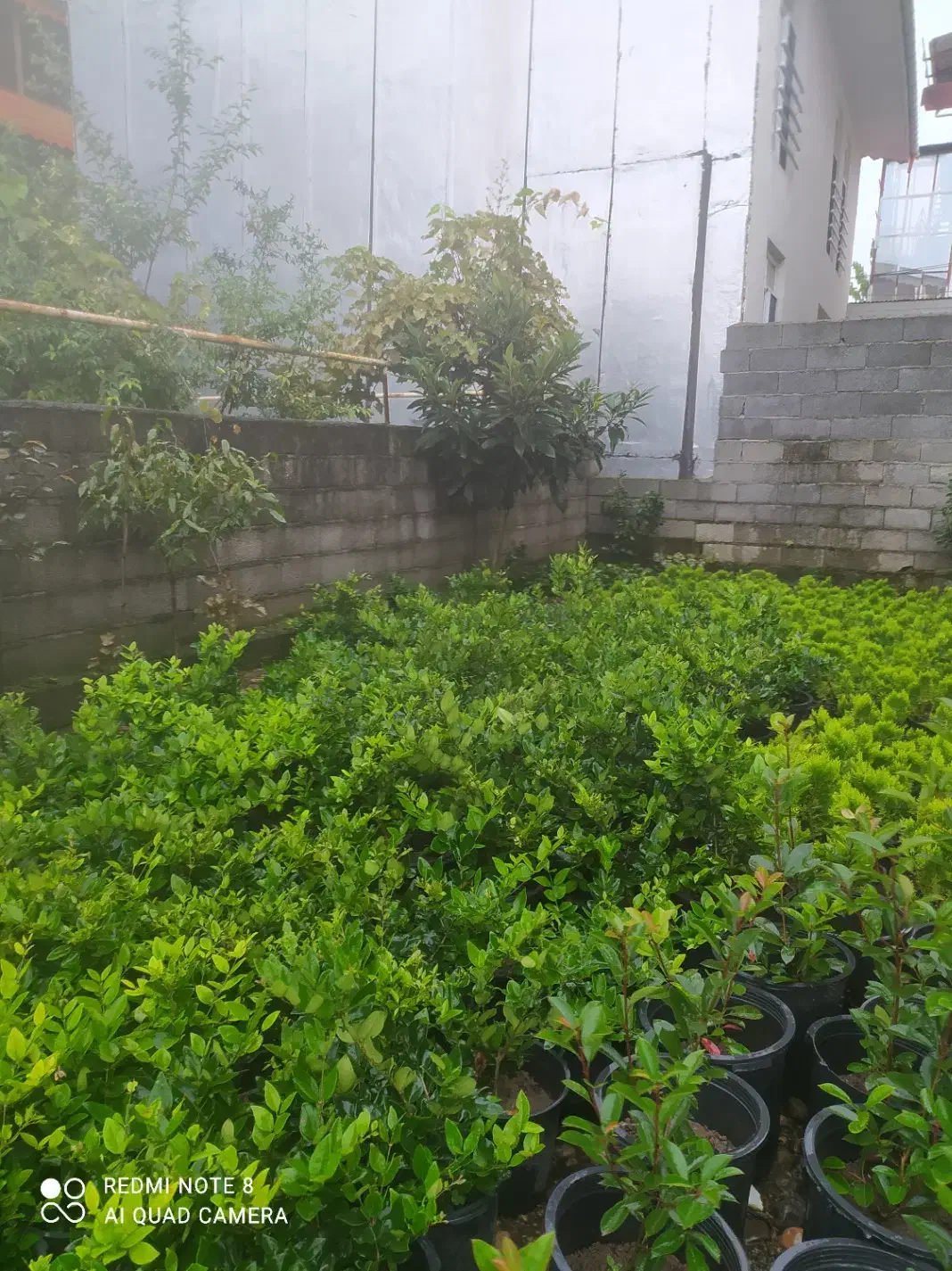 گل کاج و یاس|گل و گیاه طبیعی|کلاچای, |دیوار