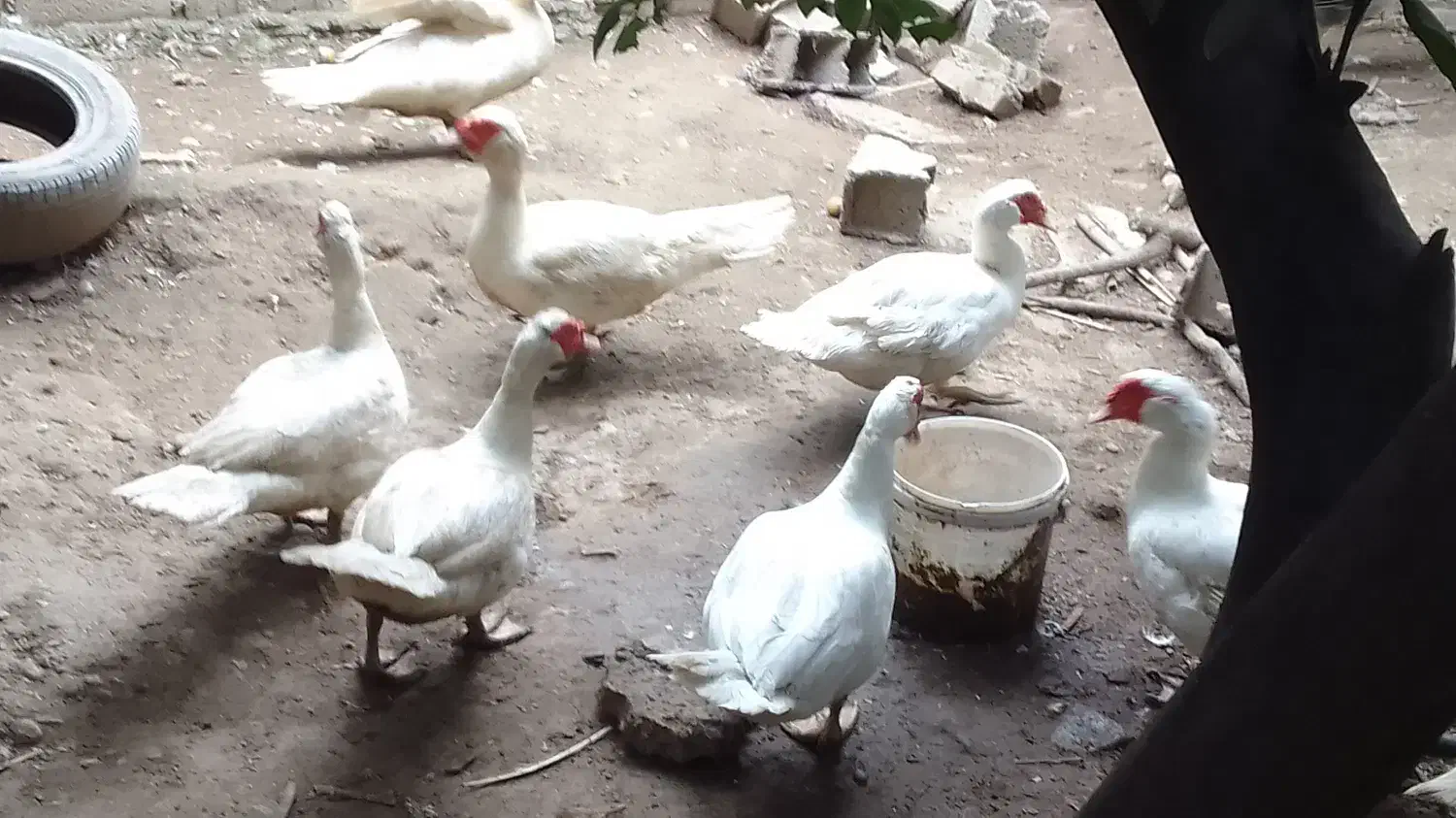 قو خاکستری و اردک خارجی|حیوانات مزرعه|ساری, |دیوار