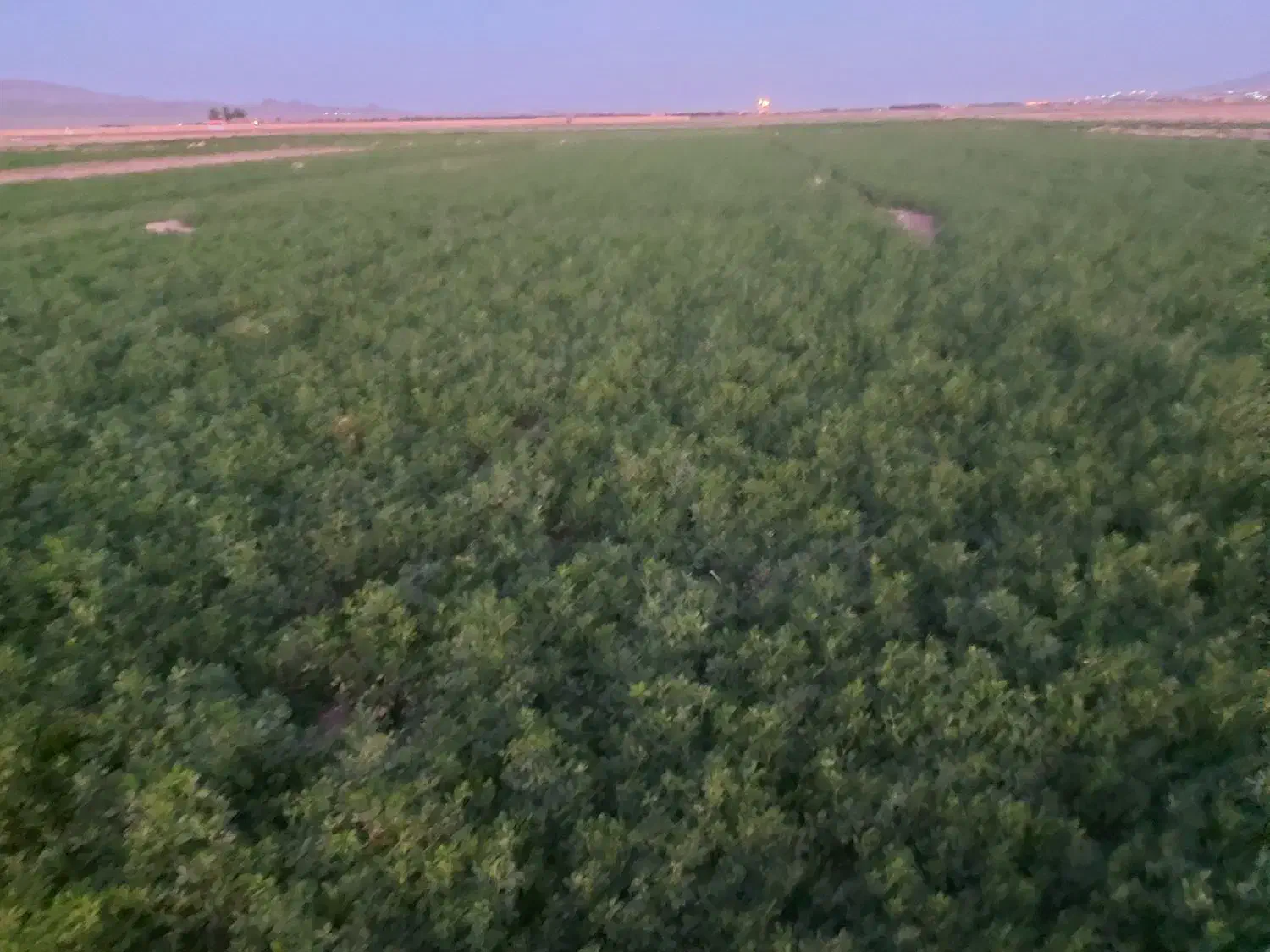 کرت یونجه|خدمات باغبانی و درختکاری|بیرجند, |دیوار