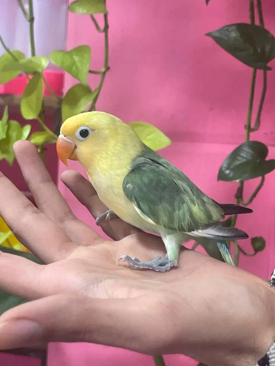 کوتوله برزیلی رنگ خاص|پرنده|محمودآباد, |دیوار