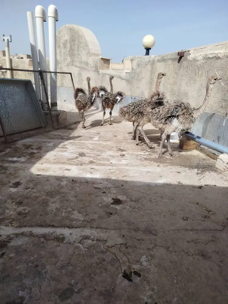 شترمرغ3ماهه|حیوانات مزرعه|سقز, |دیوار