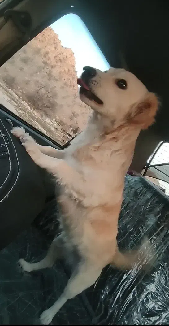 سگ گمشده|حیوانات|گیلان غرب, |دیوار