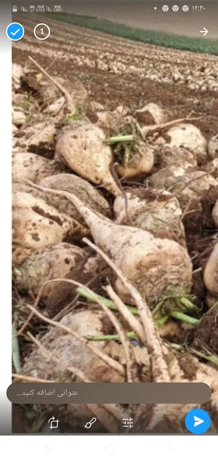 چغندر|عمدهفروشی|فیروزآباد (لرستان), |دیوار