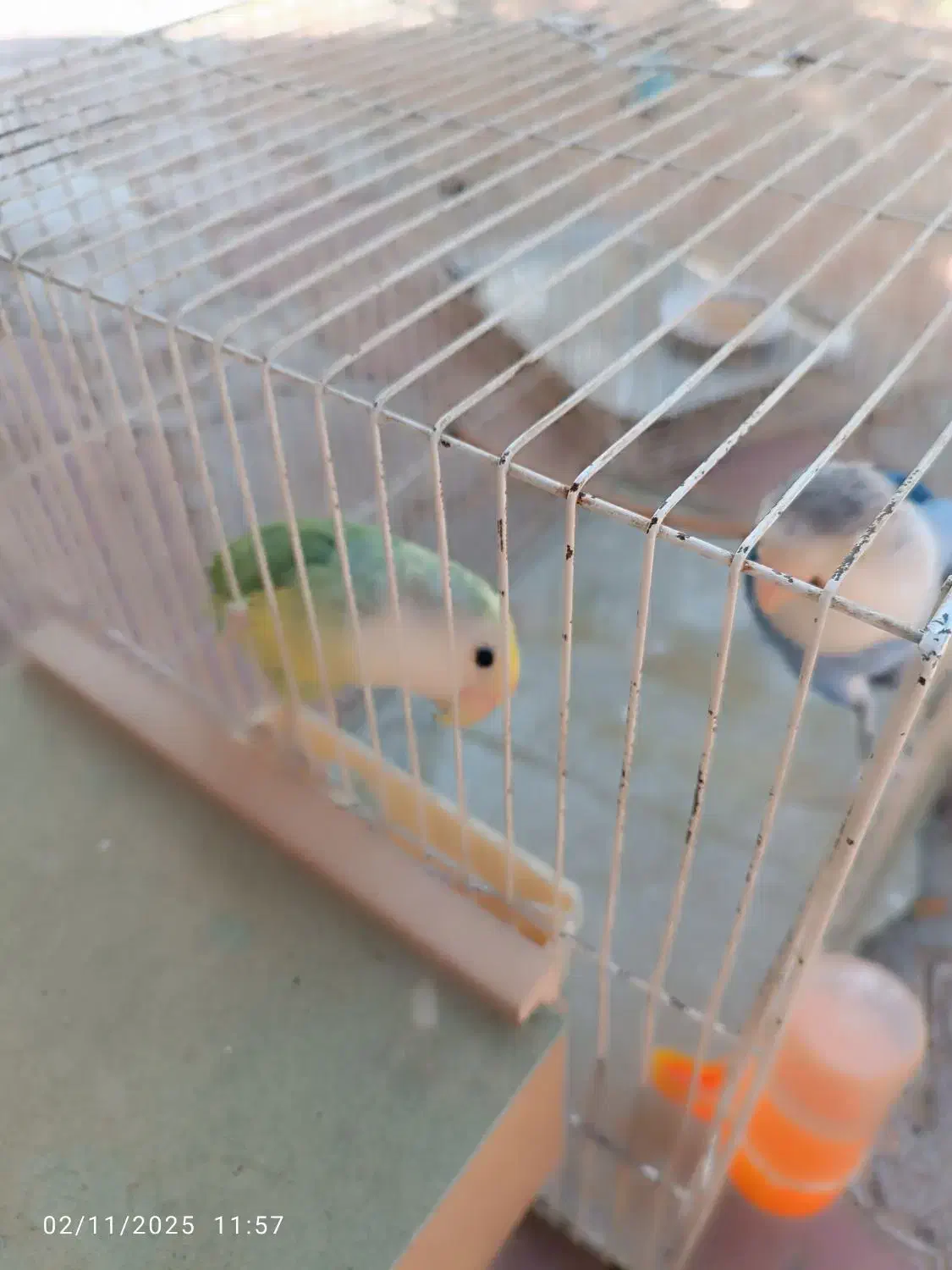 کوتوله برزیلی و مرغ عشق|پرنده|طرقبه, |دیوار