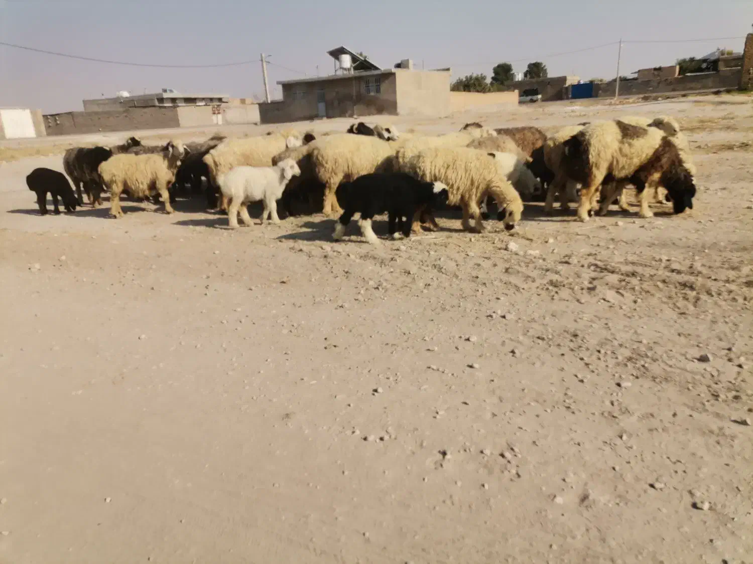 میش بره دار|حیوانات مزرعه|ارسنجان, |دیوار