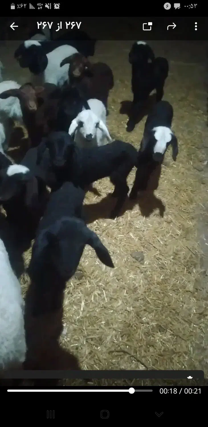 میش زاییده|حیوانات مزرعه|دلیجان, |دیوار