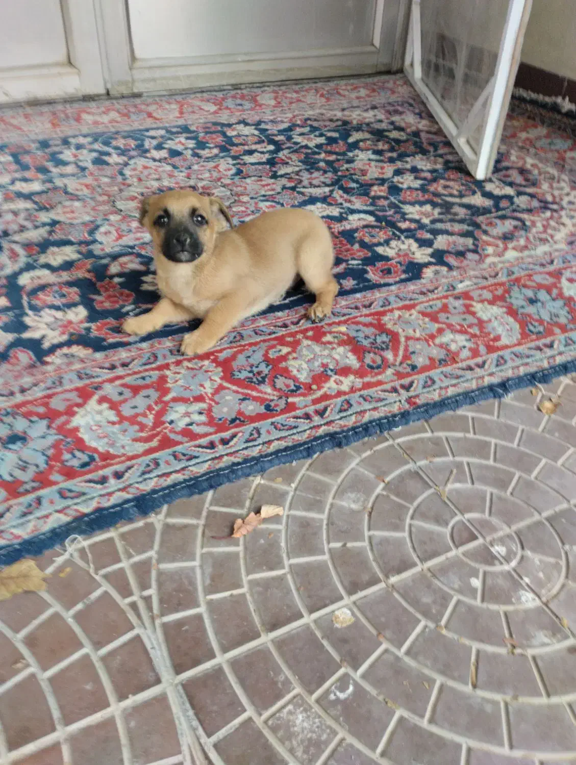 فروش سگ|سگ|گلبهار, شهر جدید گلبهار|دیوار