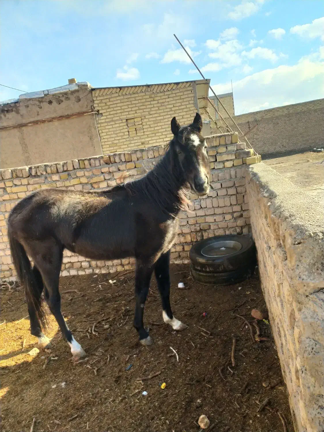 اسب|اسب و تجهیزات اسبسواری|تاکستان, |دیوار