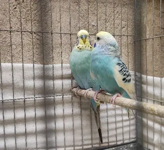 مرغ عشق با جوجه هاشون|پرنده|ری, شهرک نظامی|دیوار