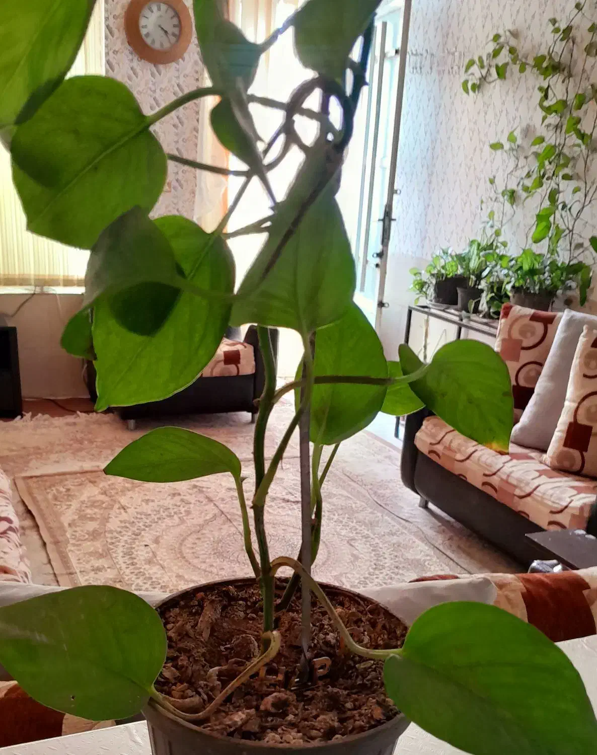 منزل مبله چهارراه شریف ابادبه سمت بلوار اتحاد|اجارهٔ کوتاهمدت آپارتمان و سوئیت|شیراز, شریفآباد|دیوار