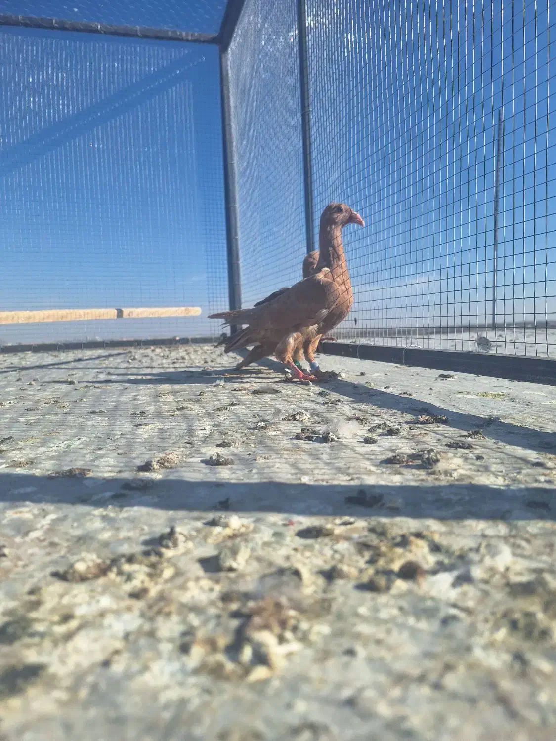 کفتر جوجه زرد کرمانی درجه یک|پرنده|تربت‌حیدریه, مسجد جامع|دیوار