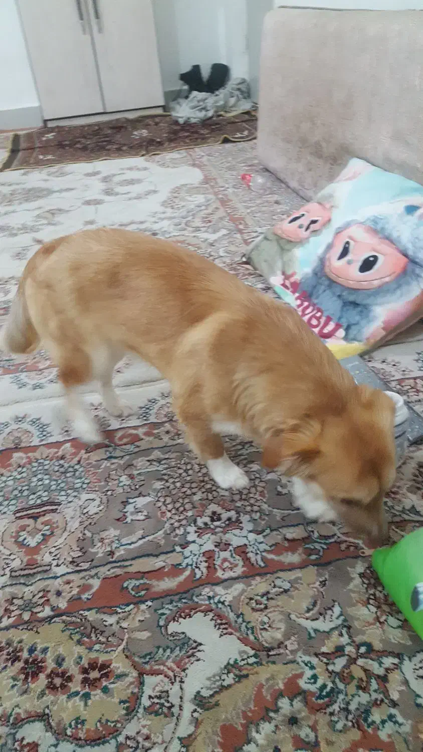 تربیت شده باهوش|سگ|خرم‌آباد, |دیوار