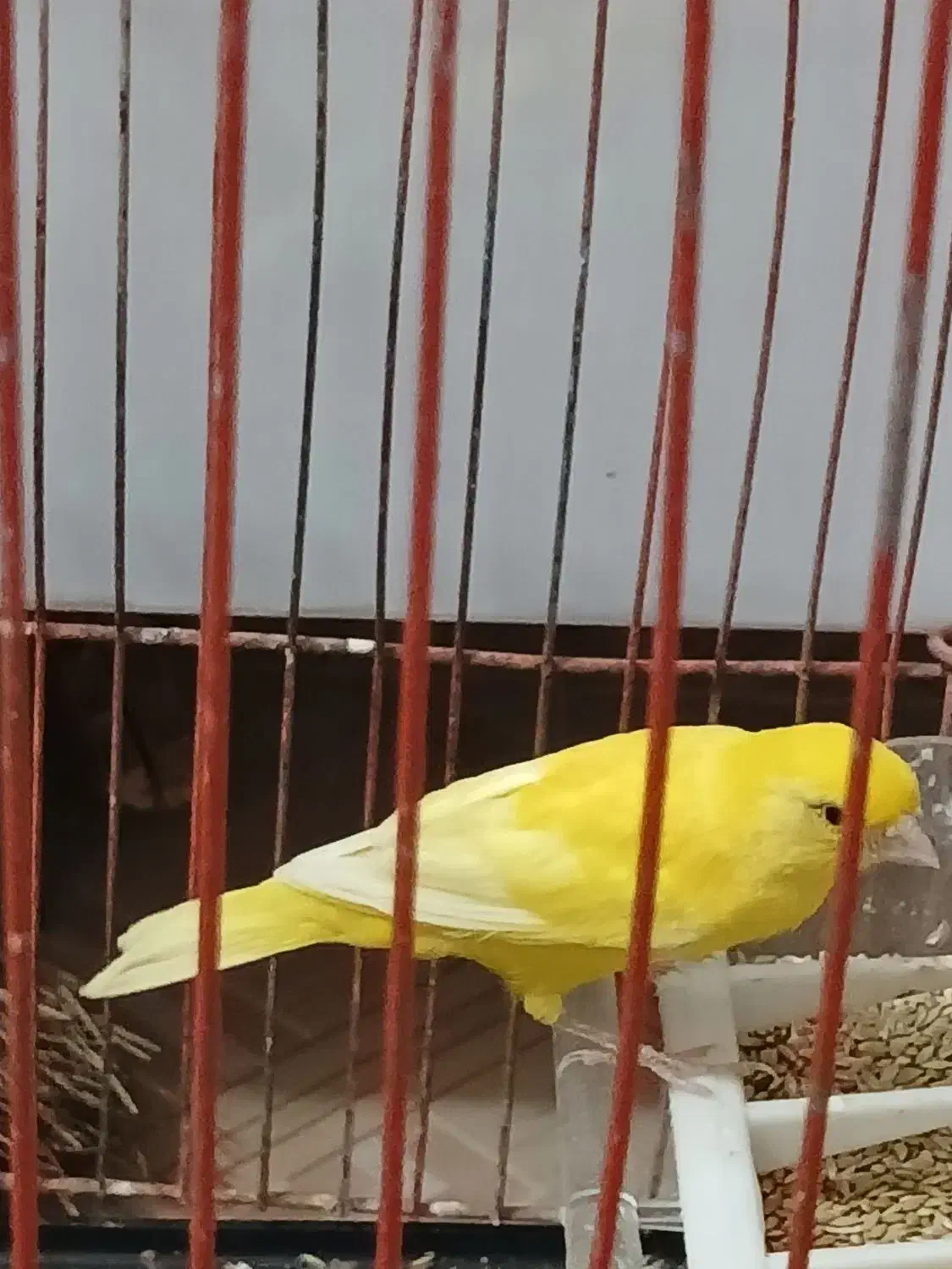 قناری جفت نر و ماده|پرنده|میناب, |دیوار