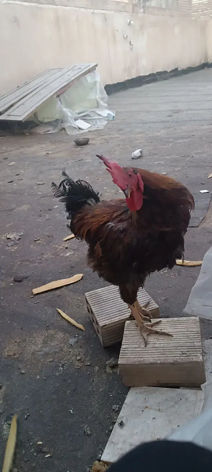 یک مرغ و یک خروس با ۴تا جوجه|حیوانات مزرعه|مشهد, انقلاب|دیوار