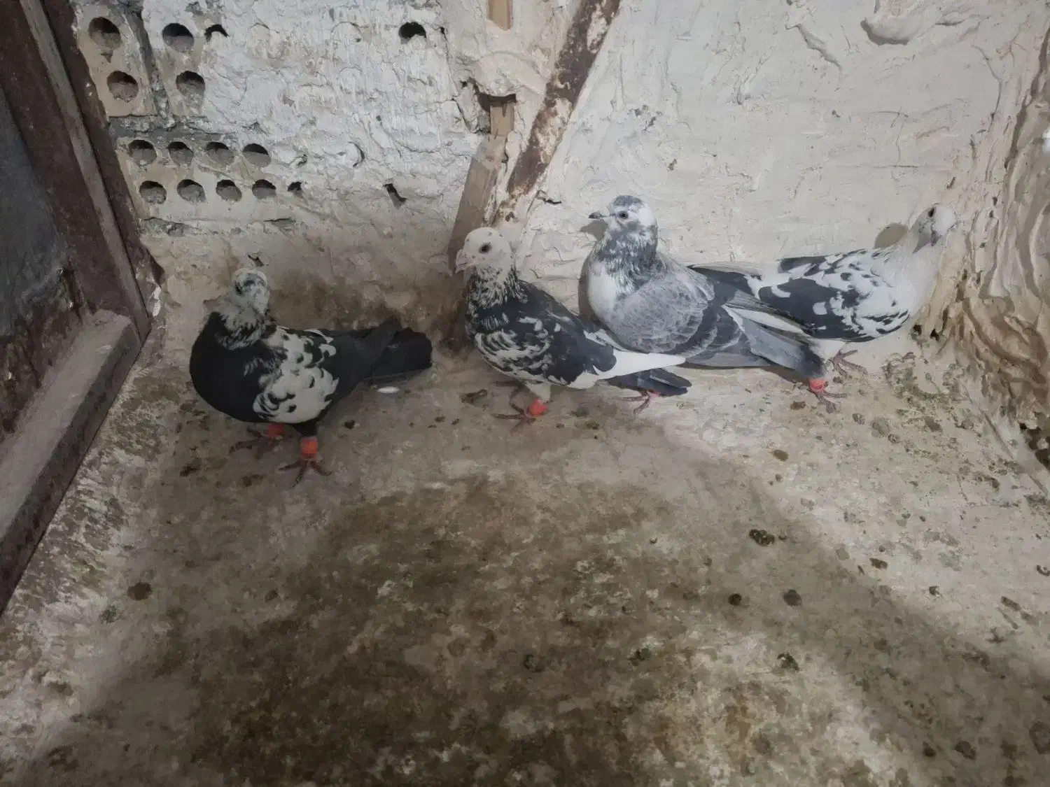 کبوتر پرشی|پرنده|مشهد, سجادیه|دیوار