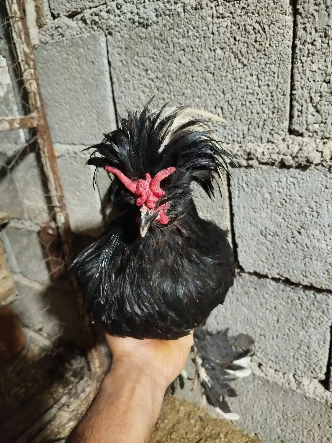 مرغ خروس لهستانی|حیوانات مزرعه|آبپخش, |دیوار