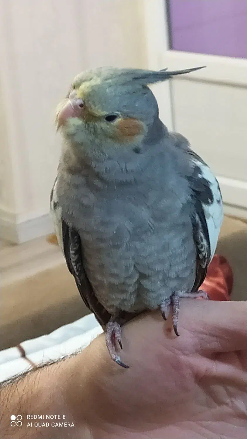 عروس هلندی ماده|پرنده|احمدآبادمستوفی, |دیوار