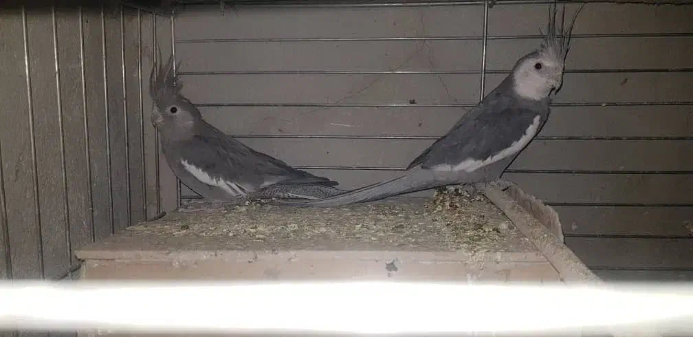 فروش چند عدد عروس هلندی|پرنده|سیرجان, |دیوار