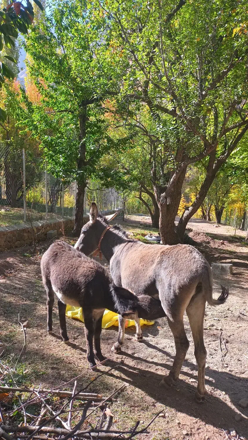 الاغ ماده 4ساله به همراه کره ماده 5ماهه|حیوانات مزرعه|آسارا, |دیوار