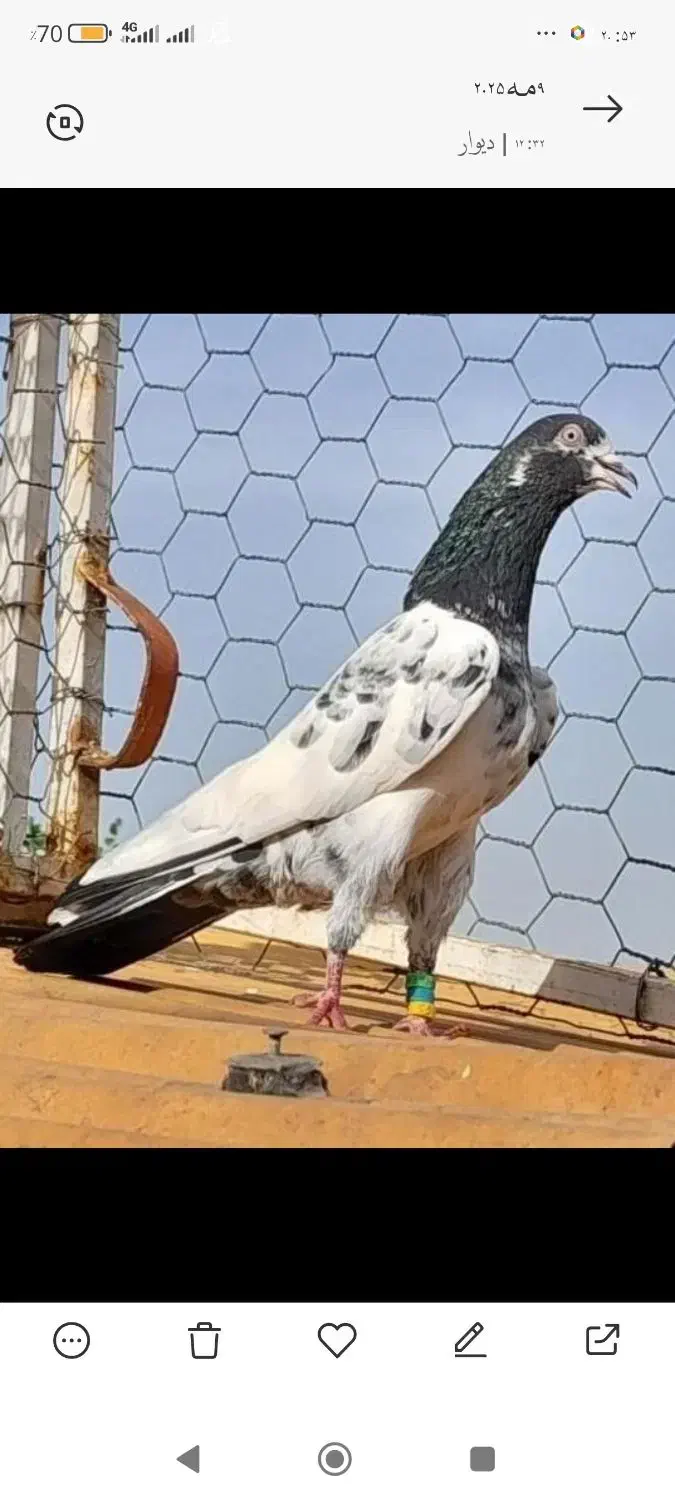 کبوتر تیدی پاکستانی|پرنده|سامان, |دیوار