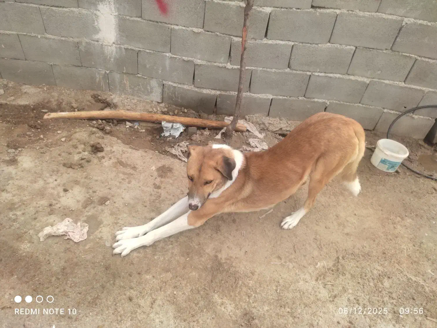 سگ نگهبان|سگ|خرمآباد, |دیوار