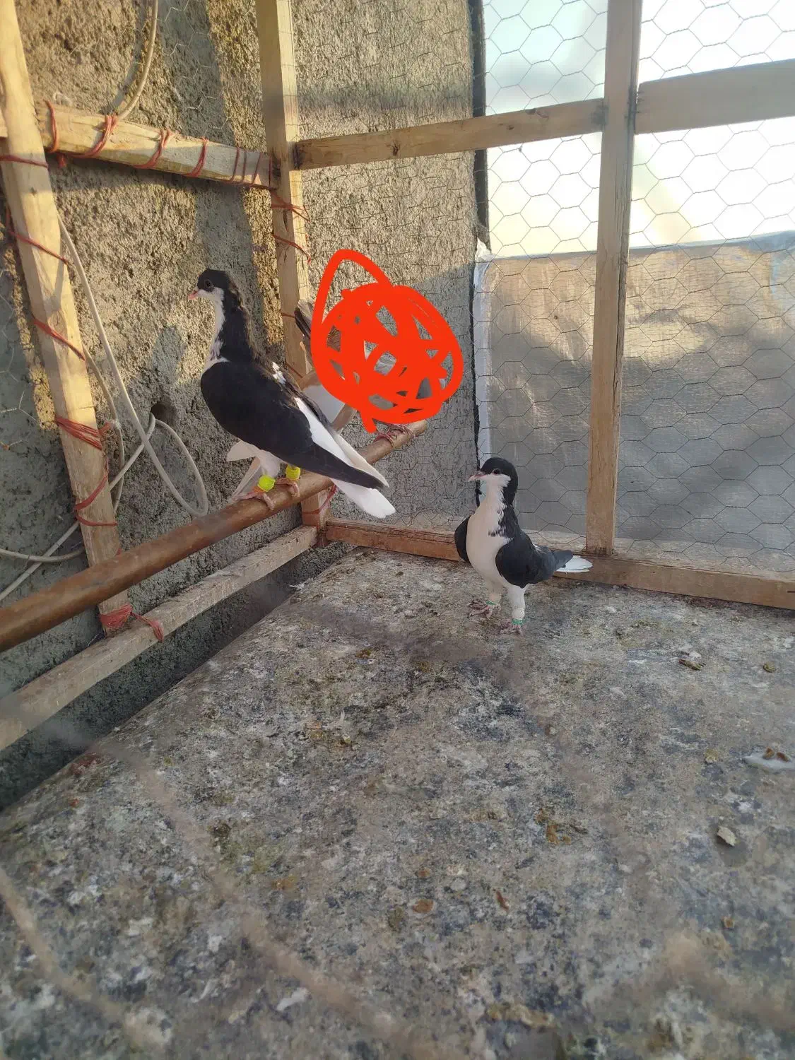 کبوتر پرشی|پرنده|دشتابی, |دیوار