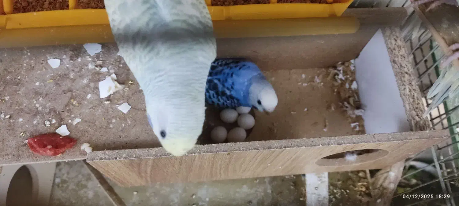 پرنده مرغ عشق رینبو|پرنده|اصفهان, آبشار|دیوار