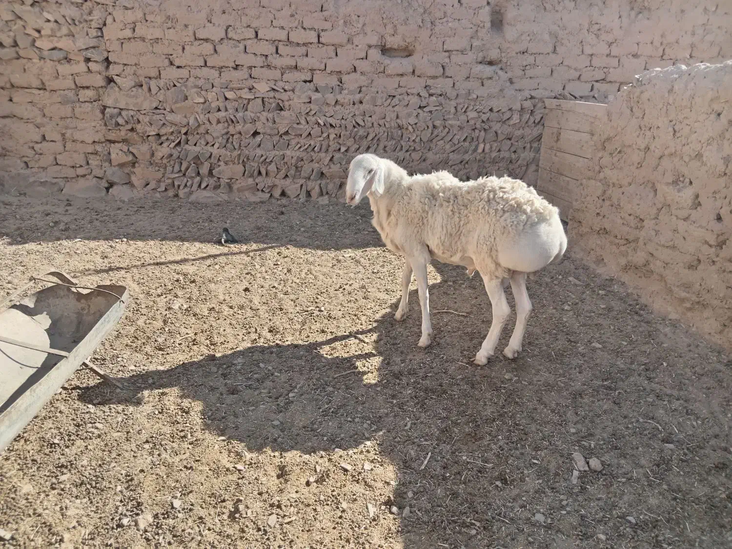 بره نر مناسب تخم یا کشتار|حیوانات مزرعه|درمیان, |دیوار